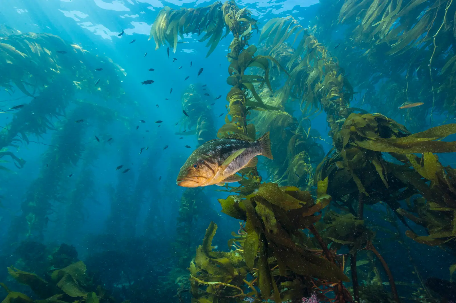 fish in ocean swimming next to tall kelp plants rising to surface