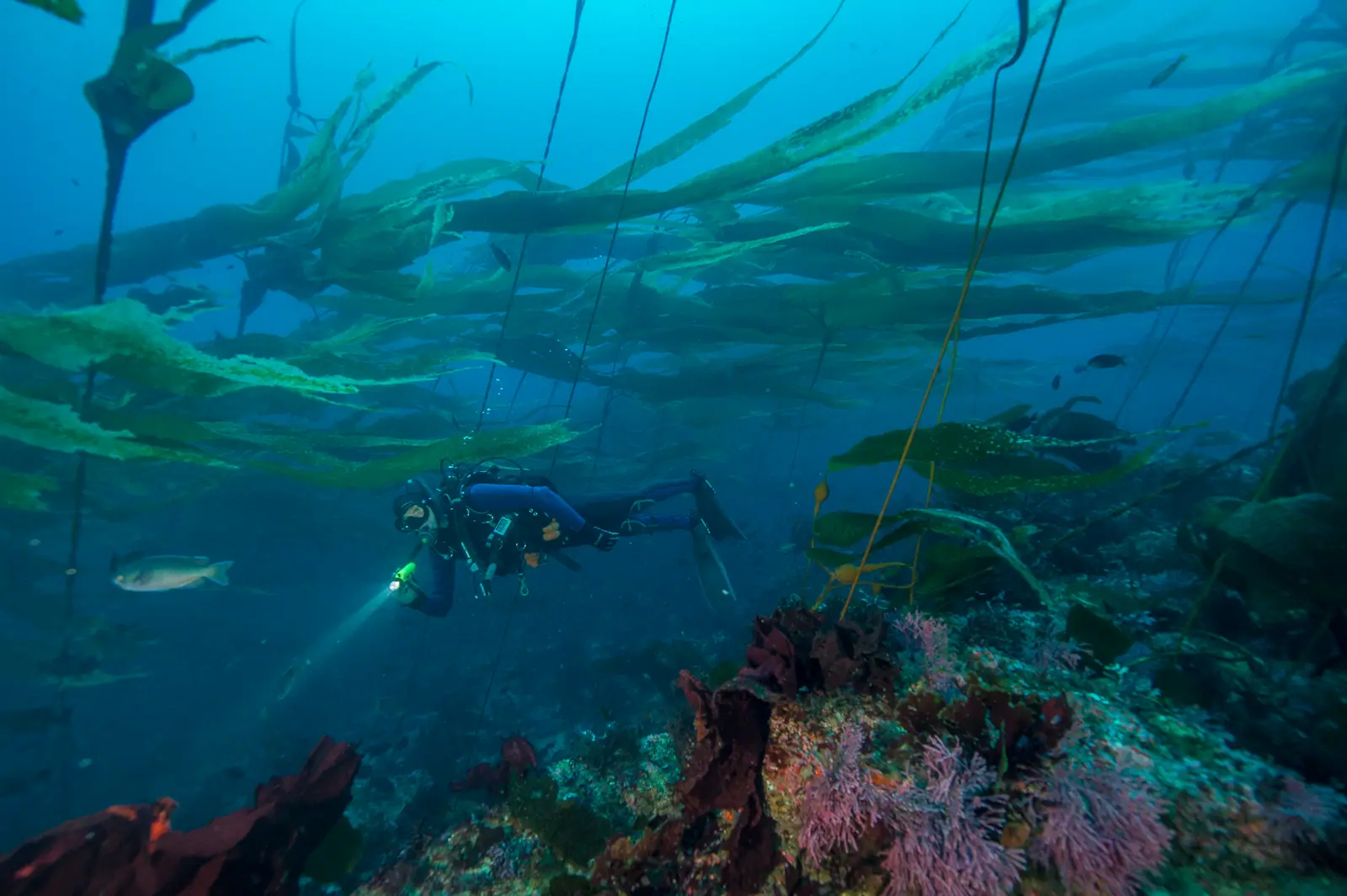 diver in large kelp forest and rocky reef