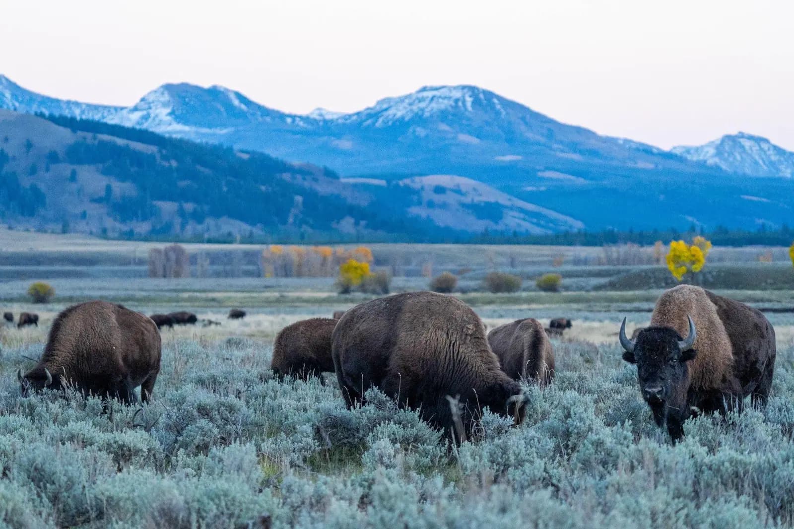 Bison graze in sage brush